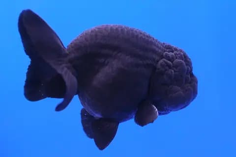 Ranchu (Carassius auratus)