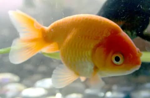 Ranchu (Carassius auratus)