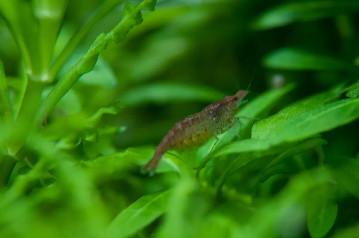 Red cherry karides (Neocaridina davidi)