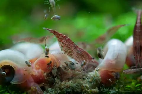 Red cherry karides (Neocaridina davidi)