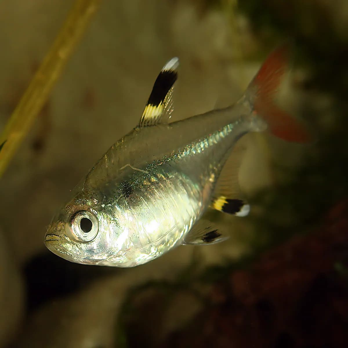 Röntgen tetra (Pristella maxillaris)