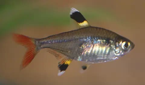 Röntgen tetra (Pristella maxillaris)