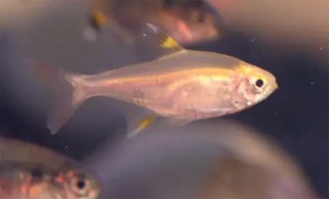 Röntgen tetra (Pristella maxillaris)