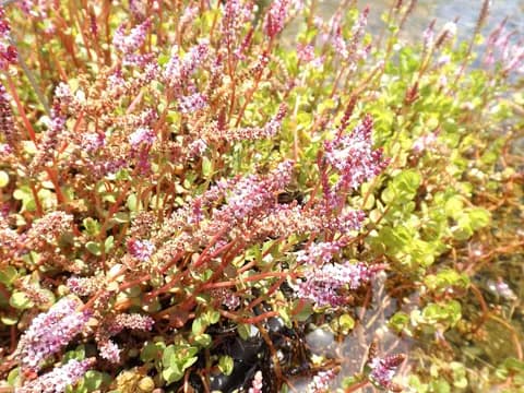 Rotala (Rotala rotundifolia)