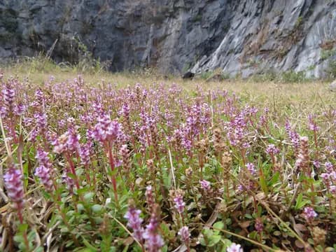 Rotala (Rotala rotundifolia)