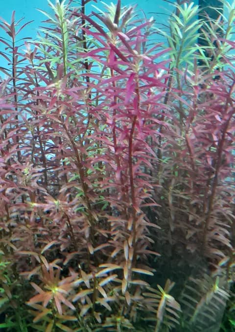 Rotala (Rotala rotundifolia)