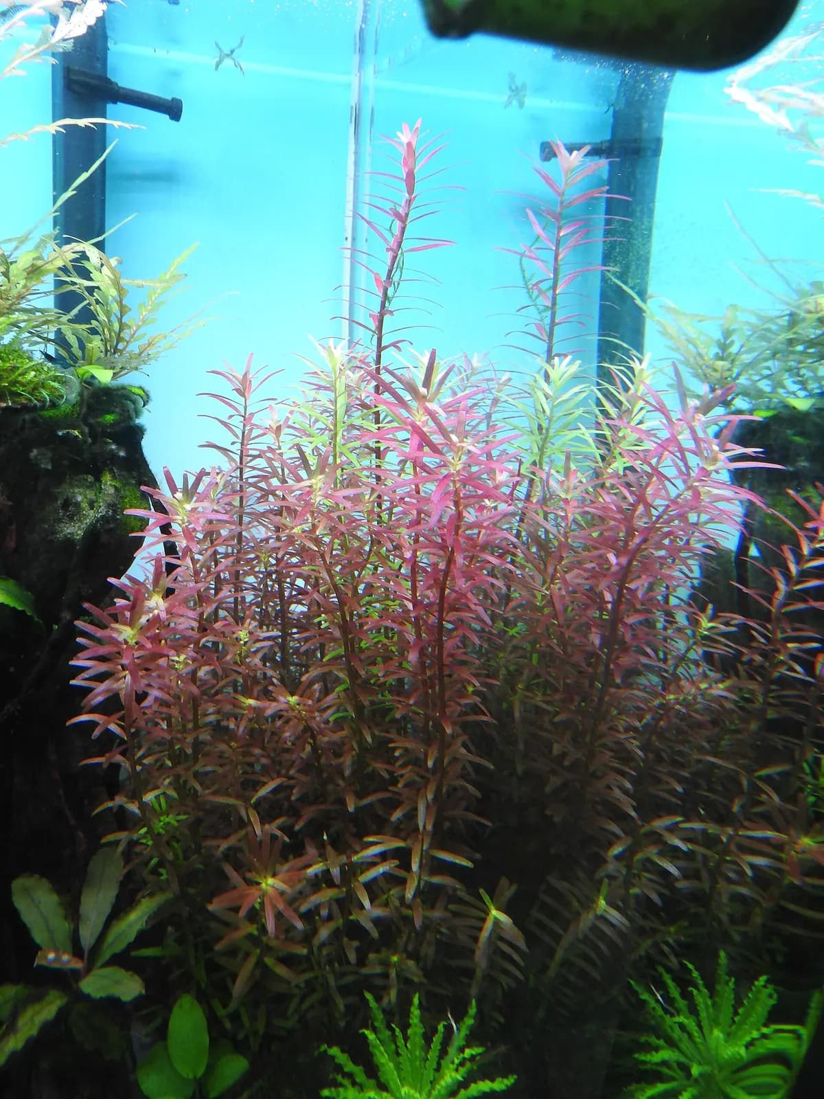 Rotala (Rotala rotundifolia)