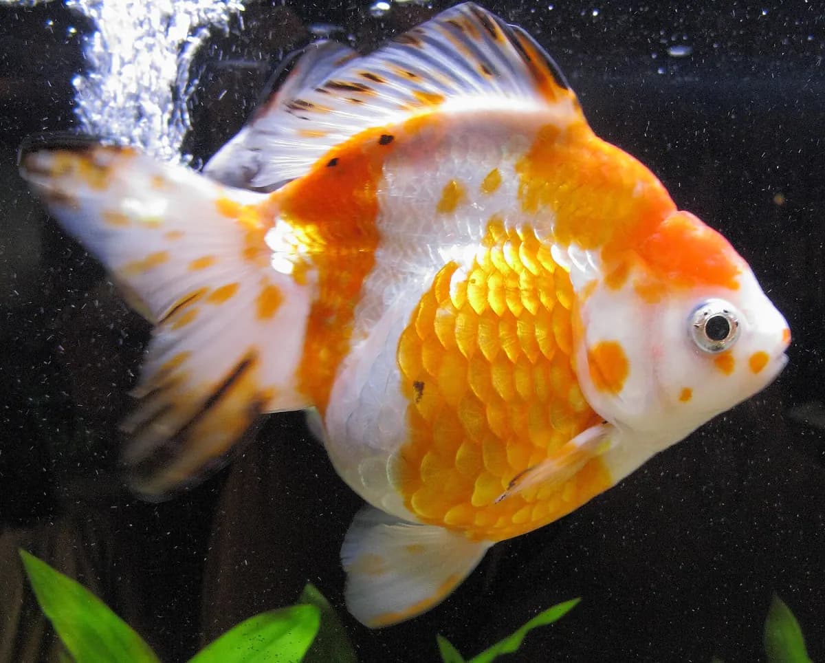 Ryukin (Carassius auratus)