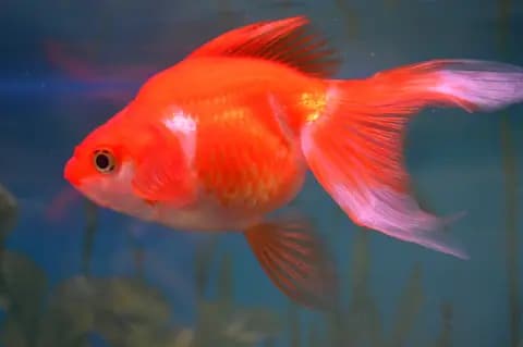 Ryukin (Carassius auratus)