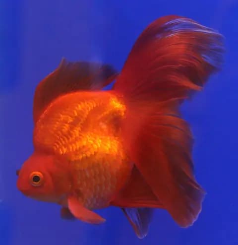 Ryukin (Carassius auratus)
