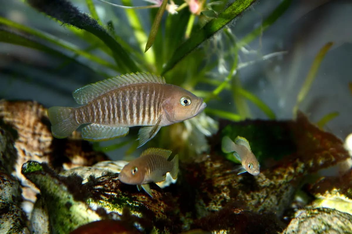 Salyangoz ciklet (Neolamprologus multifasciatus)