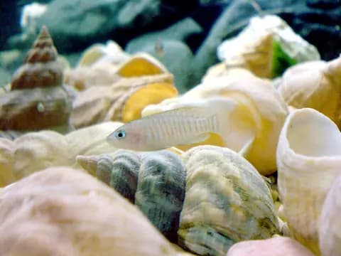 Salyangoz ciklet (Neolamprologus multifasciatus)