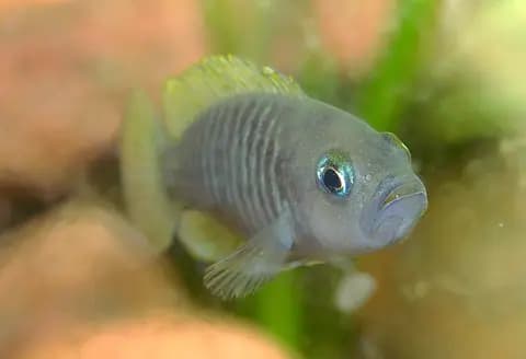 Salyangoz ciklet (Neolamprologus multifasciatus)