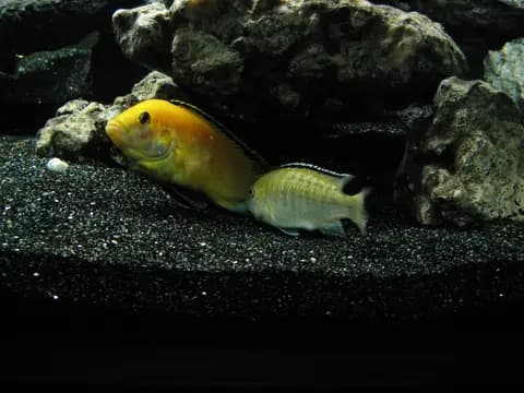 Sarı prenses (Labidochromis caeruleus)