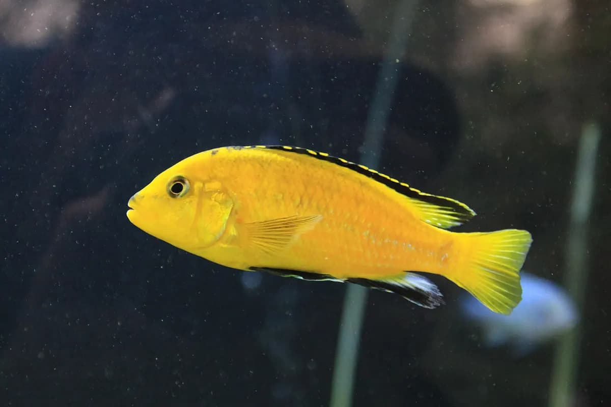 Sarı prenses (Labidochromis caeruleus)