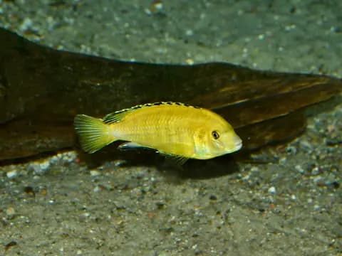 Sarı prenses (Labidochromis caeruleus)