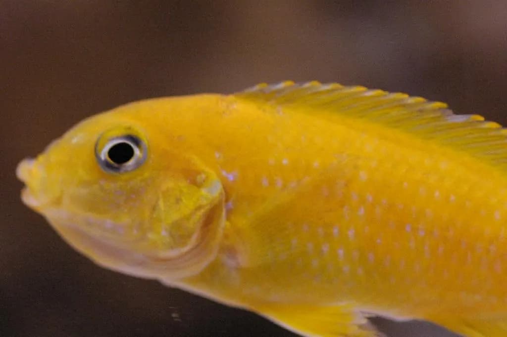 Saulosi (Chindongo saulosi)
