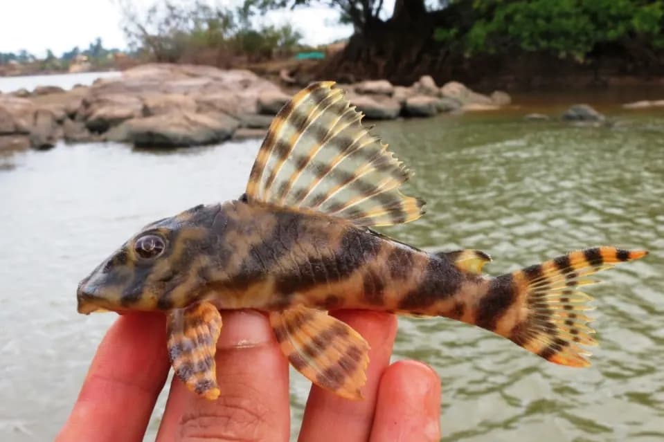 Şeker çizgili vatoz (L015) (Peckoltia vittata)