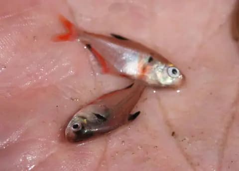 Serpae tetra (Hyphessobrycon eques)