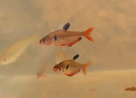 Serpae tetra (Hyphessobrycon eques)