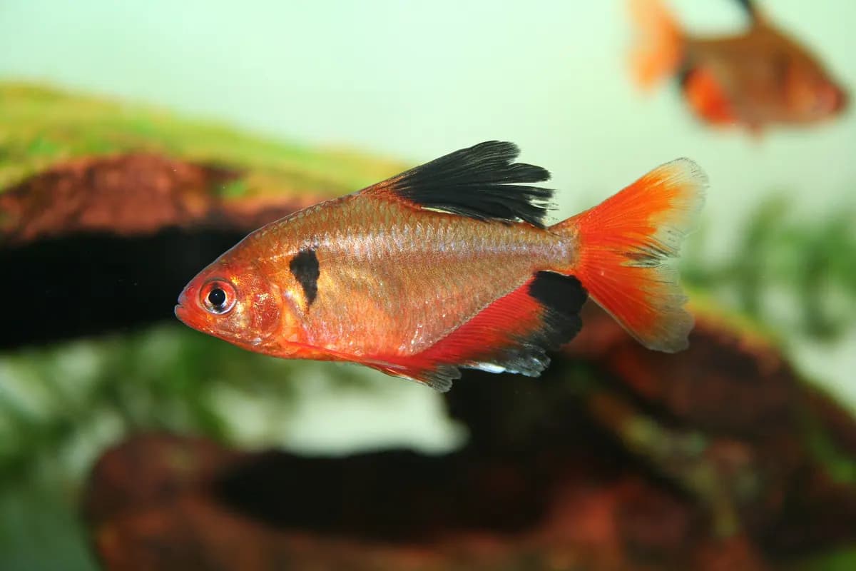 Serpae tetra (Hyphessobrycon eques)