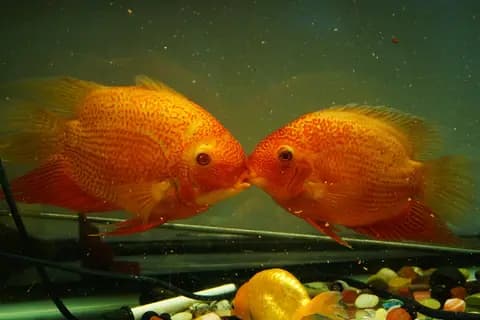 Severum (Heros severus)