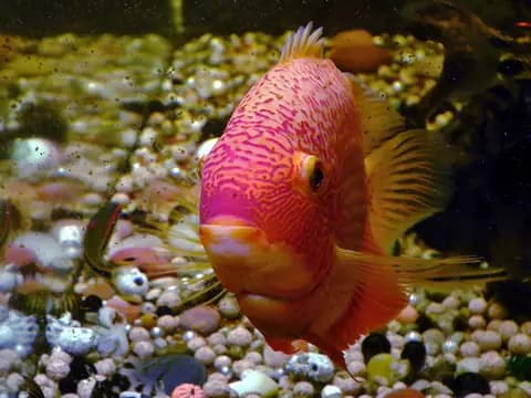 Severum (Heros severus)