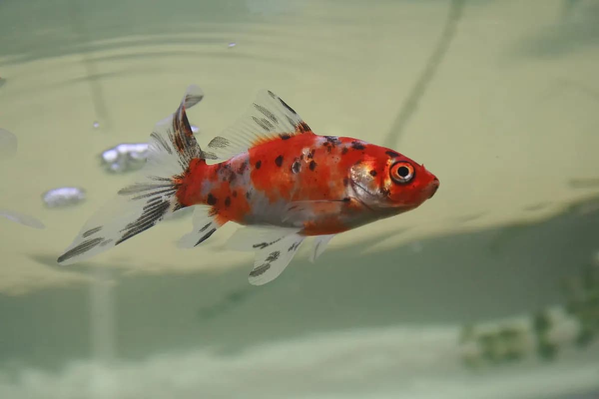 Shubunkin (Carassius auratus)