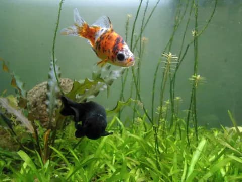 Shubunkin (Carassius auratus)