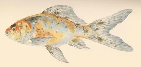 Shubunkin (Carassius auratus)