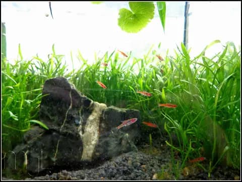 Sivrisinek rasbora (Boraras brigittae)