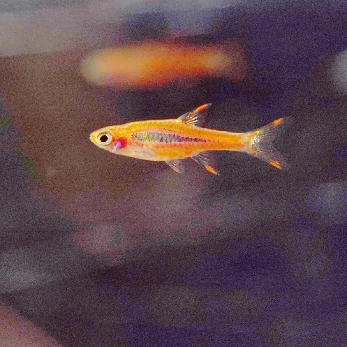 Sivrisinek rasbora (Boraras brigittae)
