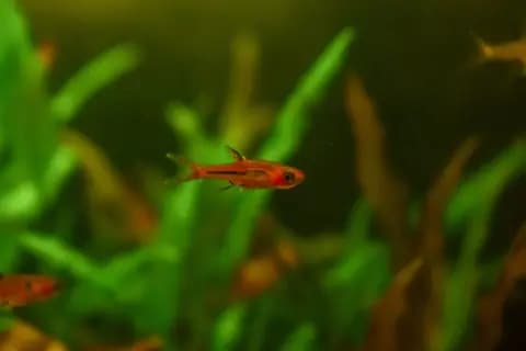 Sivrisinek rasbora (Boraras brigittae)
