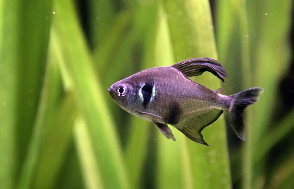 Siyah fantom tetra (Hyphessobrycon megalopterus)