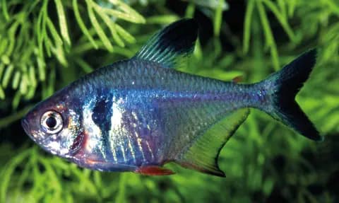 Siyah fantom tetra (Hyphessobrycon megalopterus)