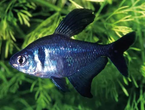 Siyah fantom tetra (Hyphessobrycon megalopterus)