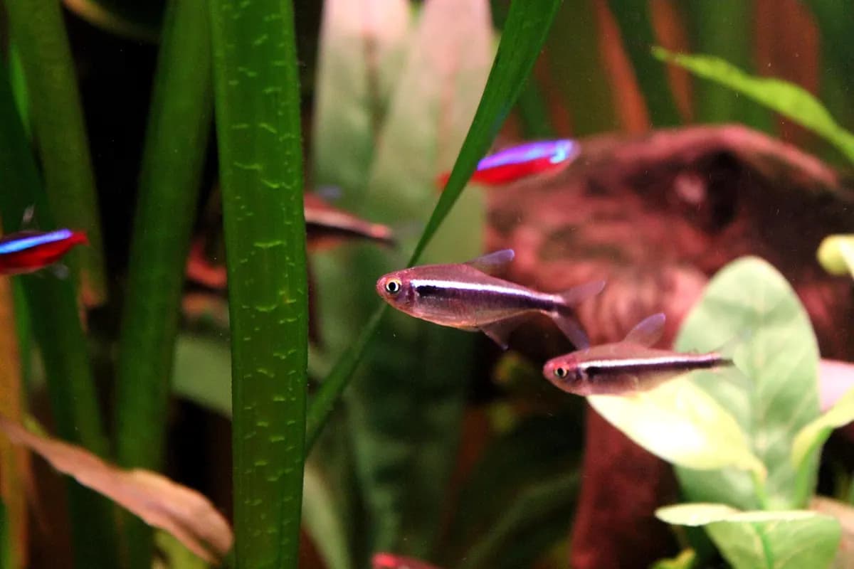 Siyah neon tetra (Hyphessobrycon herbertaxelrodi)