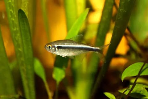 Siyah neon tetra (Hyphessobrycon herbertaxelrodi)