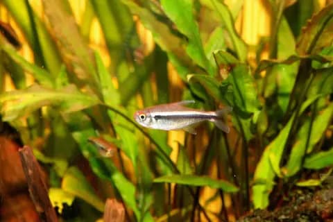 Siyah neon tetra (Hyphessobrycon herbertaxelrodi)