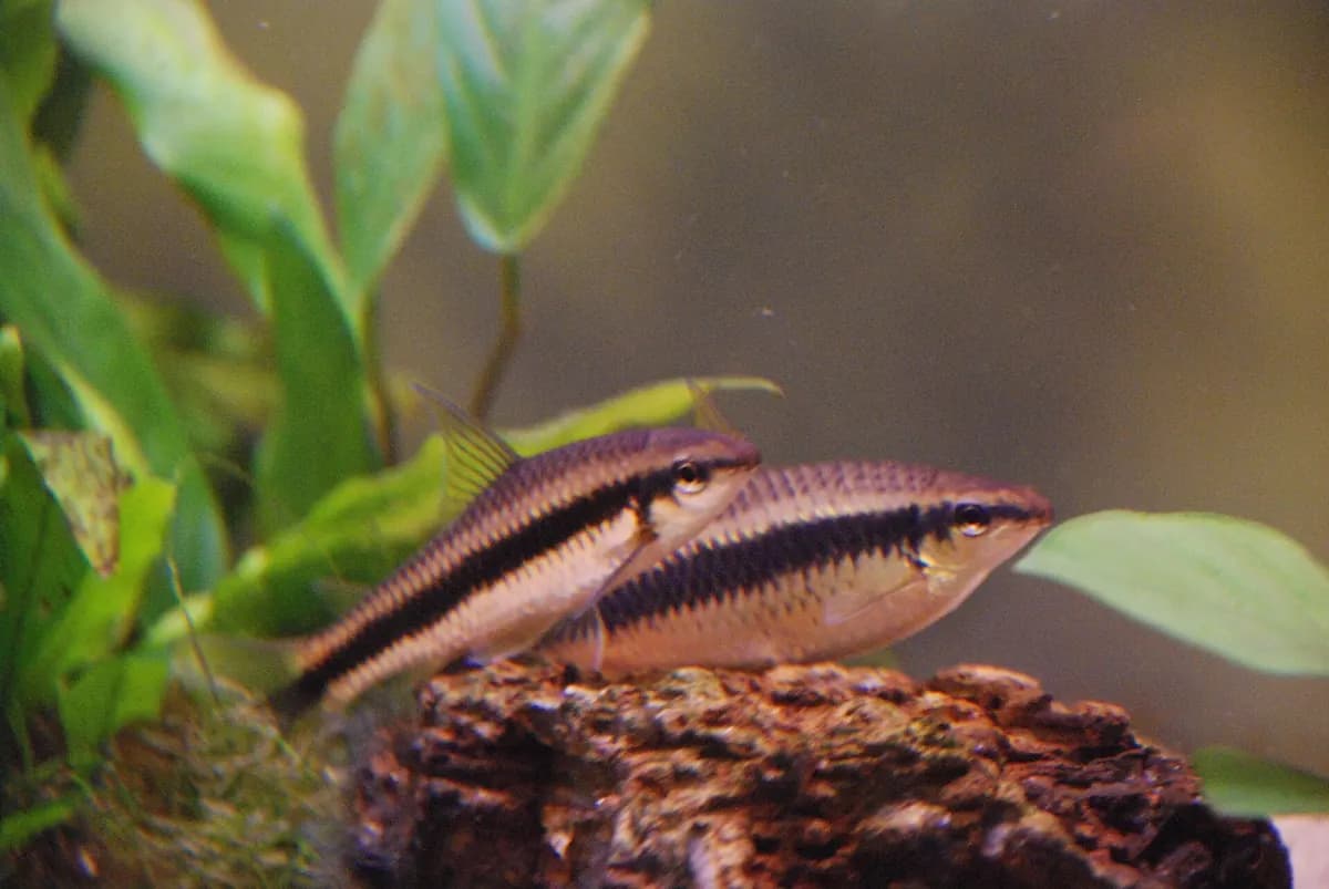 Siyam yosun yiyicisi (Crossocheilus oblongus)