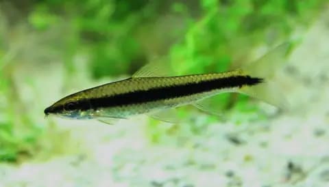Siyam yosun yiyicisi (Crossocheilus oblongus)