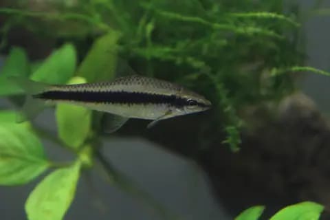 Siyam yosun yiyicisi (Crossocheilus oblongus)