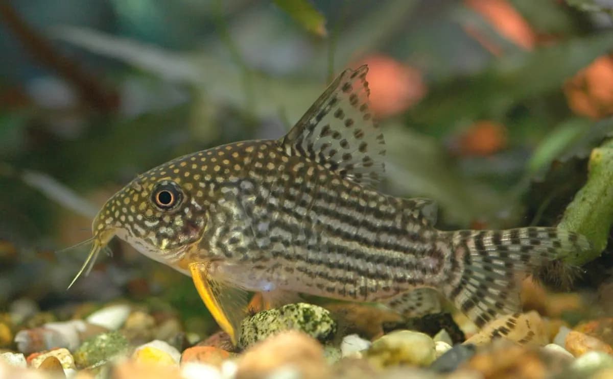 Sterbai corydoras (Corydoras sterbai)