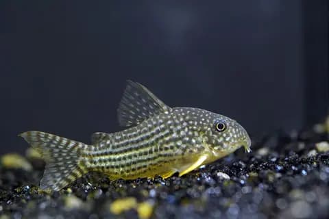 Sterbai corydoras (Corydoras sterbai)