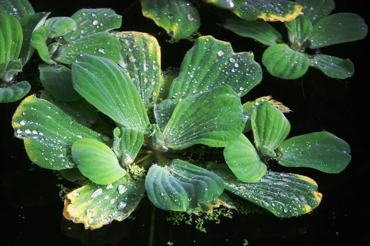 Su marulu (Pistia stratiotes)