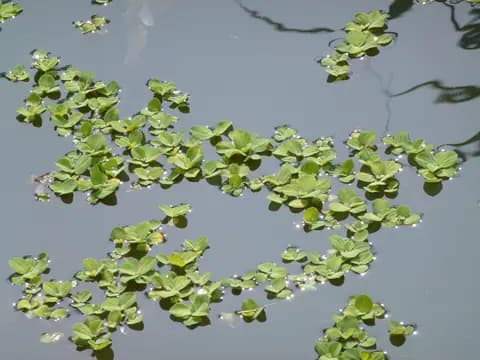 Su marulu (Pistia stratiotes)