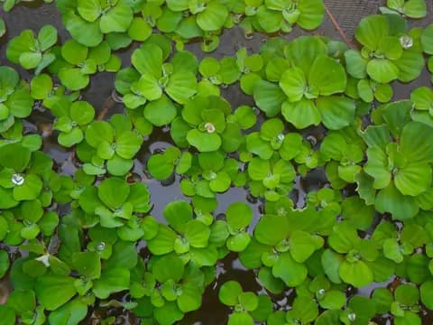 Su marulu (Pistia stratiotes)
