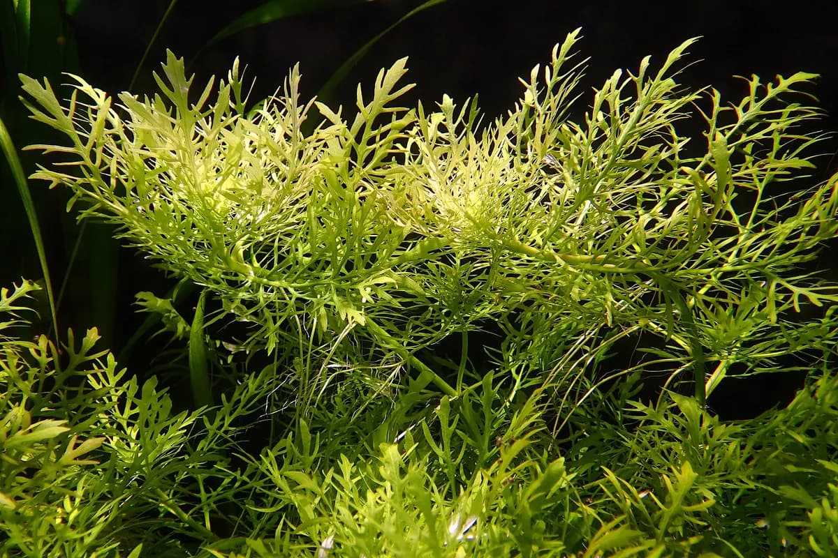 Su perisi (Hygrophila difformis) (Hygrophila difformis)