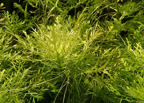 Su perisi (Hygrophila difformis) (Hygrophila difformis)