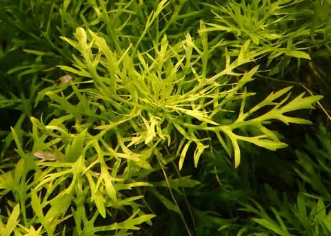 Su perisi (Hygrophila difformis) (Hygrophila difformis)
